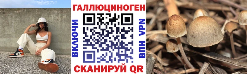 Купить  Фурманов  Псилоцибиновые грибы Psilocybine cubensis 